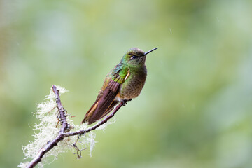 Naklejka na ściany i meble Hummingbird under the rain in Ecuador