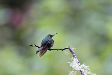 Hummingbird under the rain in Ecuador