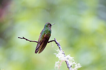 Fototapeta na wymiar Hummingbird under the rain in Ecuador