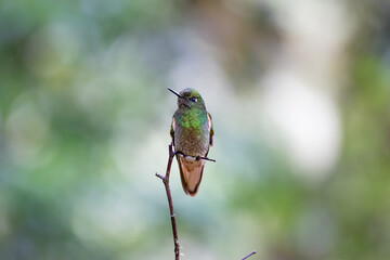 Hummingbird under the rain in Ecuador