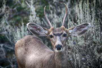 curious young mule deer buck closeup