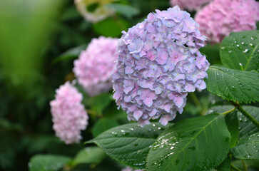 Blooming light pink -purple hydrangea macrophylla bush in the garden after the rain. Close up photo. Growing hydrangea  bush concept. Free copy space