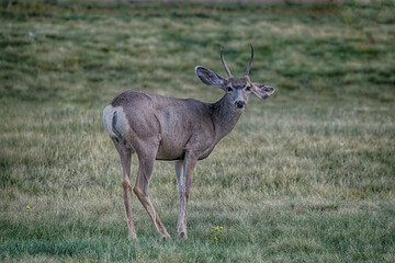 Young mule deer in a meadow