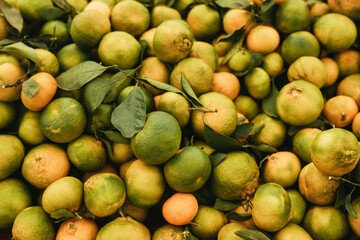 Yellow and green tagerines close up.