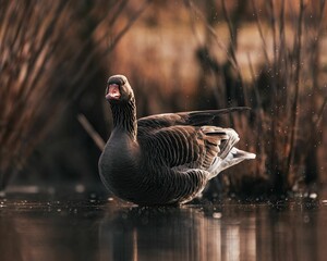 View of a duck un a lake