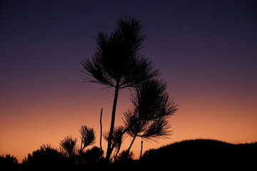 sunset in the forest