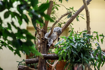 Cute koala (Phascolarctos cinereus) in zoological garden