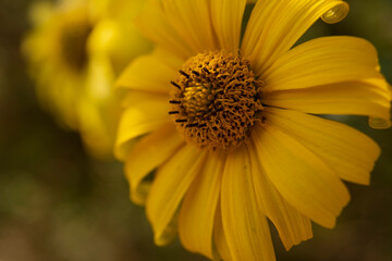 Macro photo of yellow and orange flower with numerous stamens, heliopsis. Can be used for the wallpapers and as a background.