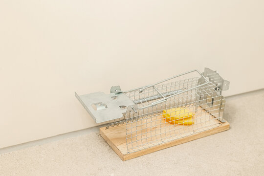 Mousetrap with cheese near light wall