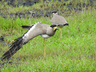 Yellow-wattled lapwing