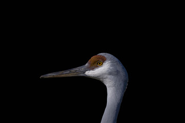 The sandhill crane (Antigone canadensis) with young. This bird is one of only two North American endemic crane species