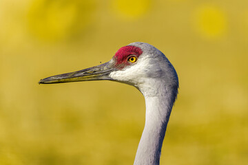 The sandhill crane (Antigone canadensis) 