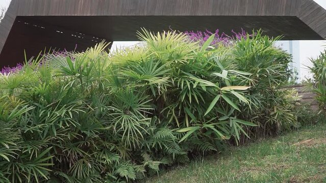 Beautiful Rhapis bushes in a garden