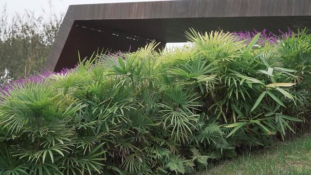 Beautiful Rhapis bushes in a garden