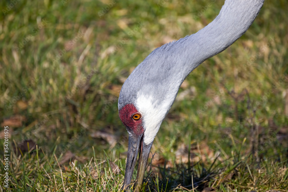 Wall mural The sandhill crane (Antigone canadensis) detail of the head while gathering food