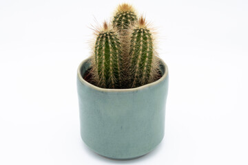 Green potted cactus