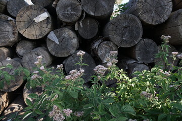 Natur Detail mit Blumen und Holz in freier Natur