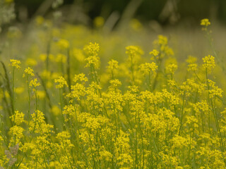 Pure nature and flowers at summer in germany