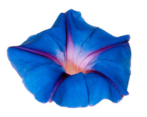 Detailed PNG cutout selection image of a Purple Morning Glory flower blossom closeup isolated on a transparent background.