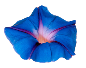 Detailed PNG cutout selection image of a Purple Morning Glory flower blossom closeup isolated on a transparent background.
