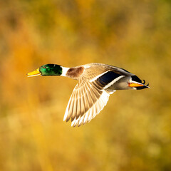 male mallard duck in flight