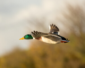 male mallard duck in flight