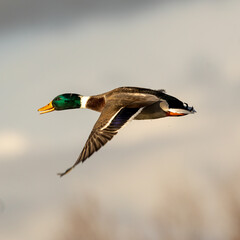 Obraz premium male mallard duck in flight