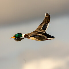 Obraz premium male mallard duck in flight