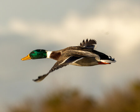 Male Mallard Duck In Flight