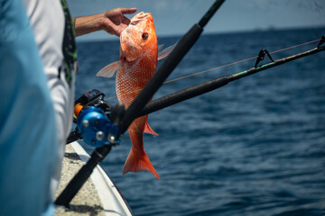 Fishing Gulf of Mexico Red Snapper Offshore Rods - obrazy, fototapety, plakaty
