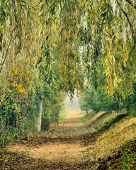 path in autumn forest