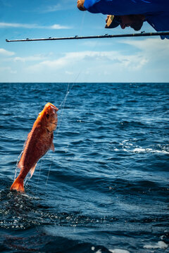 Fishing Gulf of Mexico Red Snapper Offshore Rods