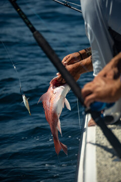 Fishing Gulf of Mexico Red Snapper Offshore Rods