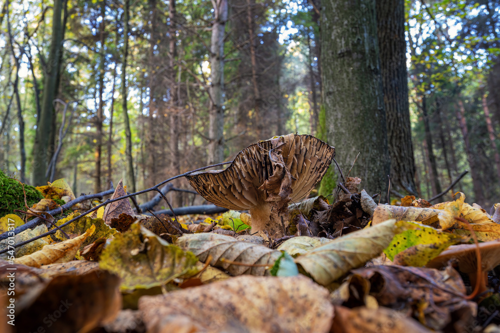 Poster inedible mushroom in the forest in autumn leaves.