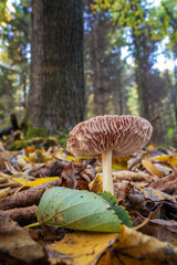 Inedible mushroom in the forest in autumn leaves.