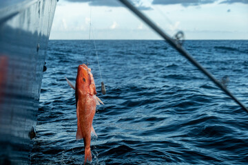 Fishing Gulf of Mexico Red Snapper Offshore Rods