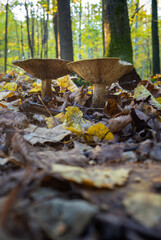 Inedible mushroom in the forest in autumn leaves.