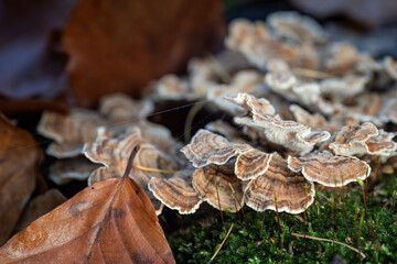 Inedible mushroom in the forest in autumn leaves.