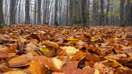 Inedible mushroom in the forest in autumn leaves.