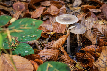 Inedible mushroom in the forest in autumn leaves.