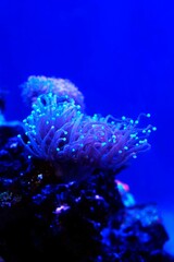 Fotografía Euphyllia torch Arrecife de Coral Azul