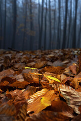 Young beech tree in fallen leaves in autumn in the forest. - obrazy, fototapety, plakaty