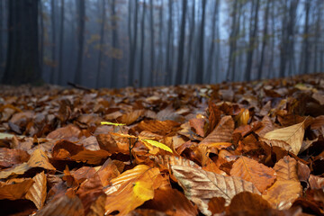 Young beech tree in fallen leaves in autumn in the forest. - obrazy, fototapety, plakaty