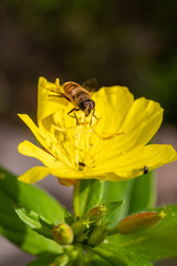 Macro of honeybee on flowers, collecting pollen