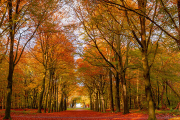 Beautiful autumn background with pathway through the wood, Yellow orange leaves fall on the ground...