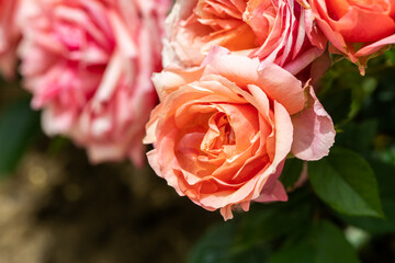 Roses in different hues in natural light