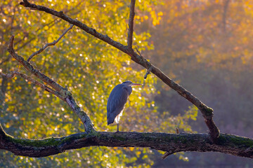The Gray heron in its natural habitat perching on the tree with warm sunlight in Autumn background, Ardea cinerea is a long-legged predatory wading bird of the heron family, Living out naturally bird. - obrazy, fototapety, plakaty