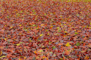 Selective focus of yellow orange leaves fallen on the ground with green grass, Colourful dried red brown leaf under the tree in Autumn, Nature texture pattern background free copy space for your text.
