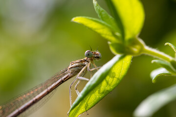 Enallagma cyathigerum (common blue damselfly, common bluet, or northern bluet)