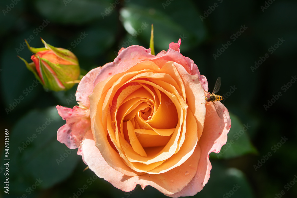 Wall mural Bees on colourful roses in natural environment.